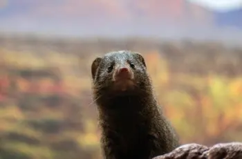 Close,Up,Of,A,Cute,Mongoose,In,A,Zoo