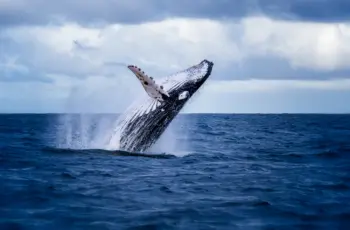 L’IA veille sur les baleines avec Whalecast